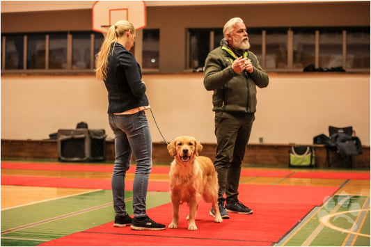 Drop-in BAS utställningsträning i Stockholm (Södra inomhus)