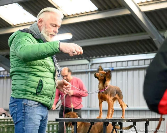 BORDSHUND Drop-in utställningsträning i Stockholm (Södra inomhus)