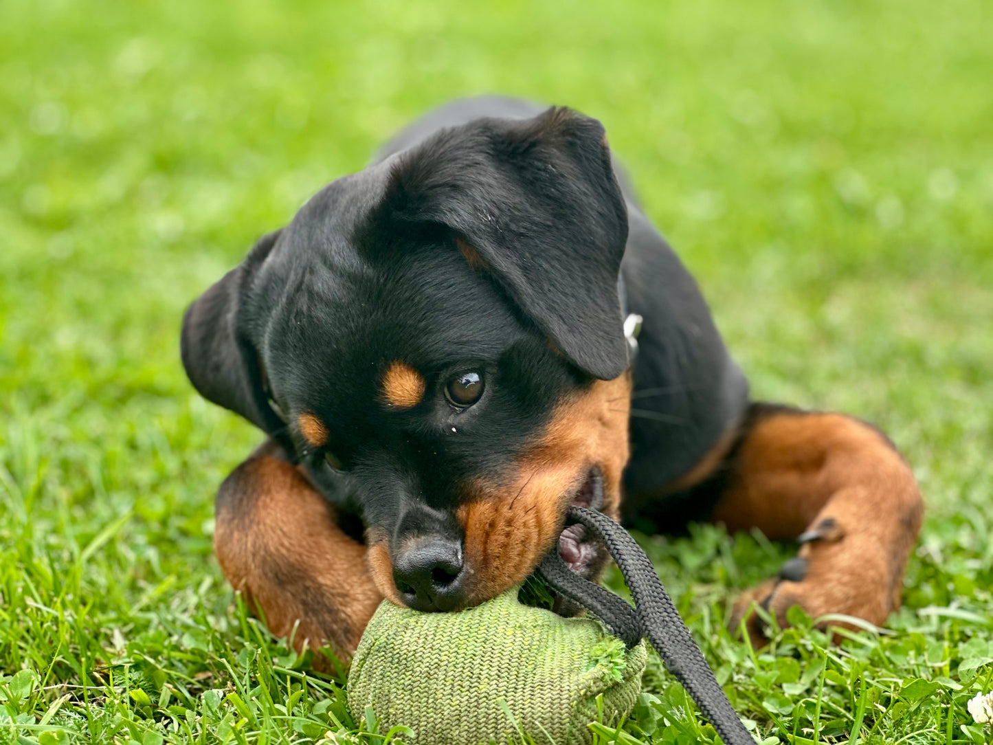 11-12/4: Rottweiler valpkurs i Karltorp (Arboga/Örebro)