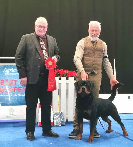 STOR HUND Drop-in utställningsträning - i Västerås (inomhus) för alla raser och åldrar