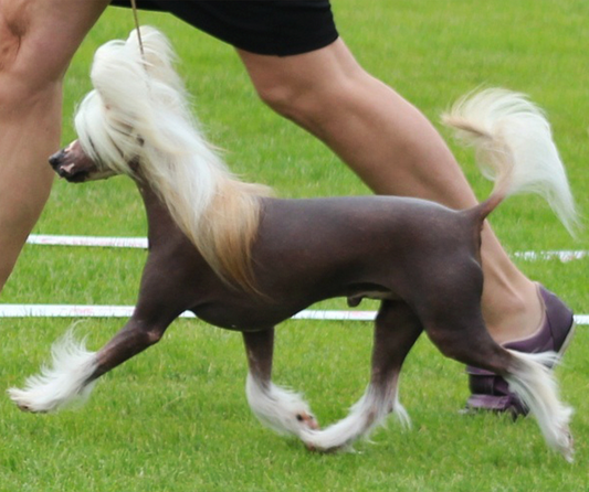 Extrahund drop-in
