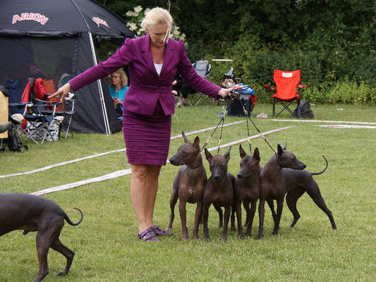 STOR HUND Drop-in utställningsträning i Västerås (utomhus)