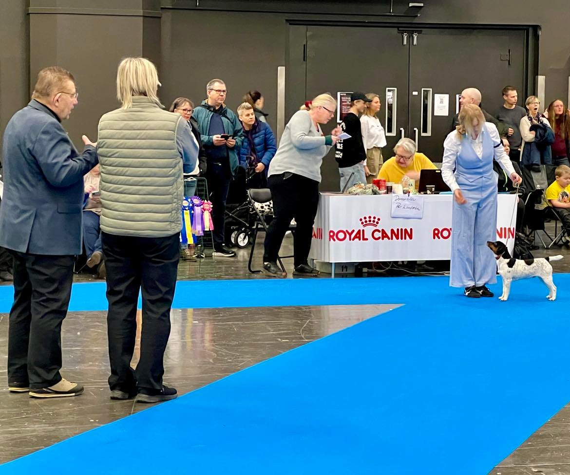 Start 2/2: Valp/unghundskurs i Uppsala/ Norra Stockholm - inomhus