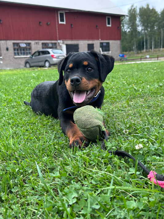 25-26/7: Rottweiler valpkurs i Karltorp (Arboga/Örebro)