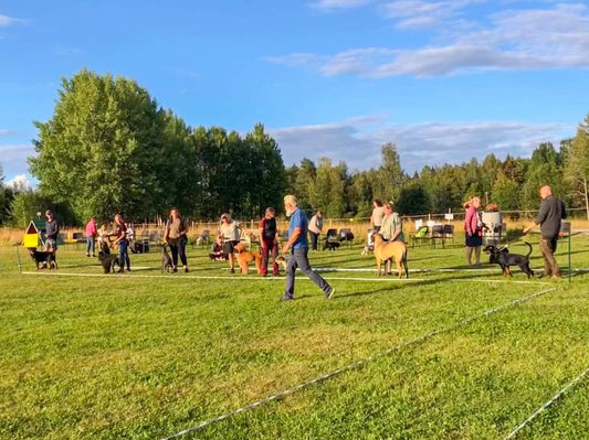 BORDSHUND Drop-in utställningsträning i Västerås (utomhus)