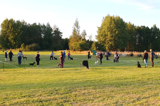 STOR HUND Drop-in utställningsträning på Karltorp 506 (Arboga/Örebro - Utomhus)